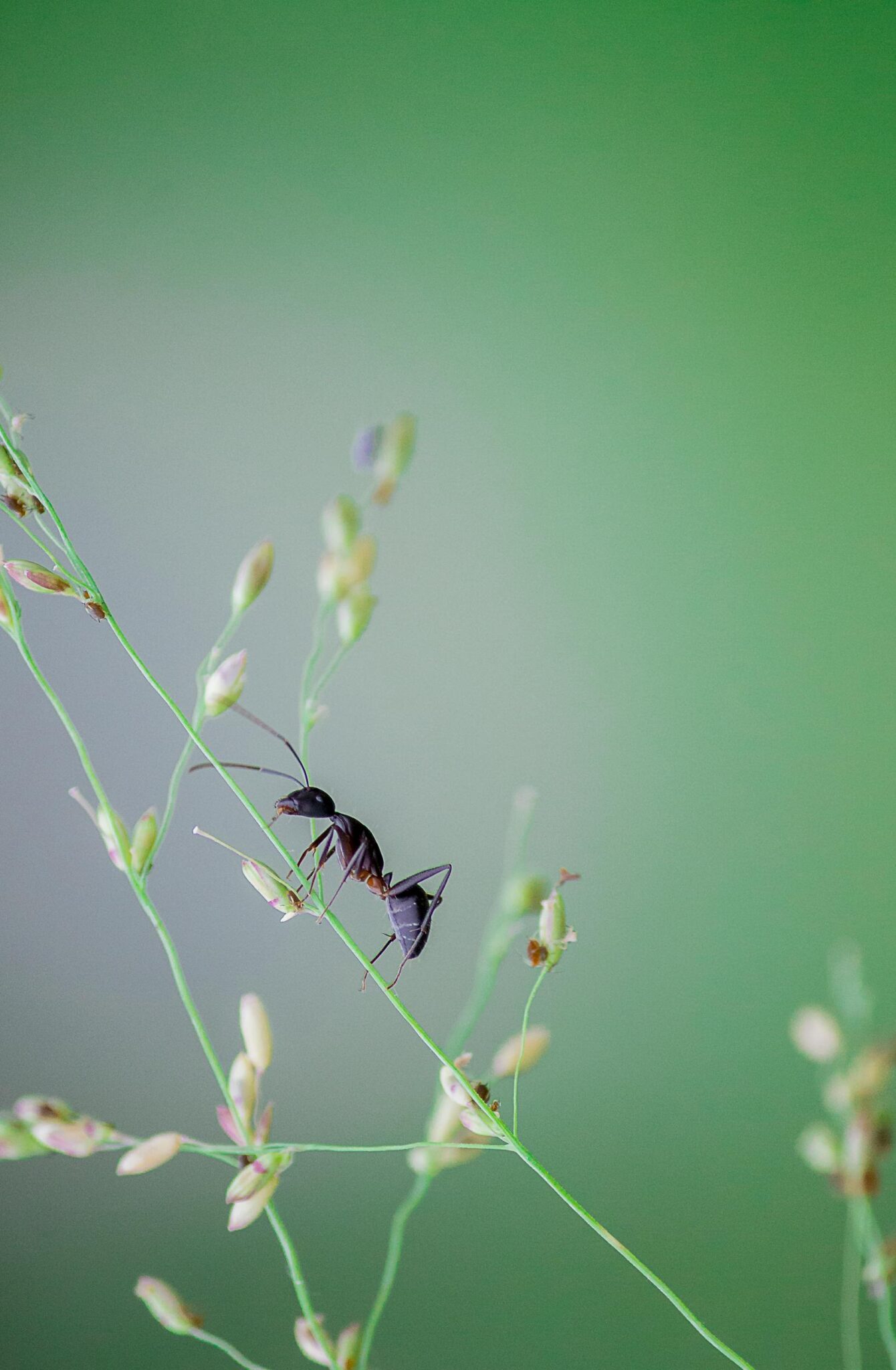 pexels pavan prasad 2156671405 36447245